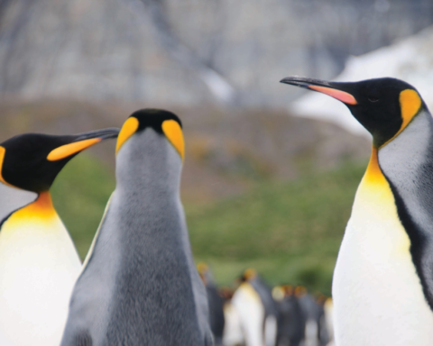 تغير المناخ وموسم تزاوج طيور البطريق: دراسة تكشف الخطر