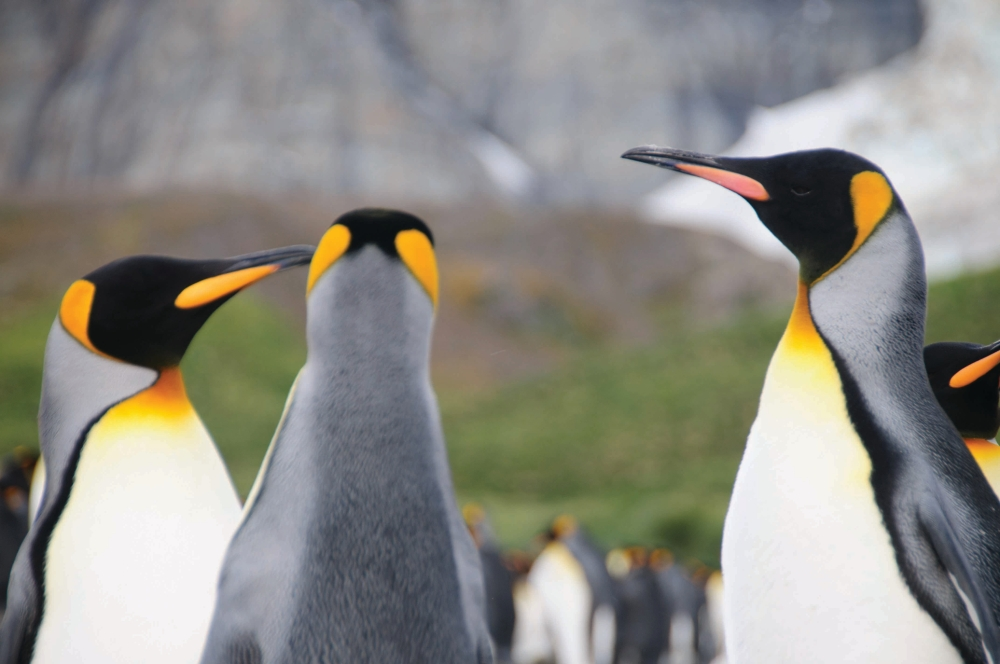 تغير المناخ وموسم تزاوج طيور البطريق: دراسة تكشف الخطر