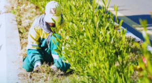 Planting 700 seedlings in the ancient village of Dhi Ain in Al-Baha | Green Saudi Arabia