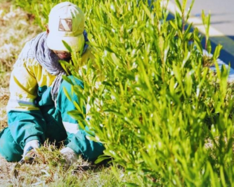 زراعة 700 شتلة في قرية ذي عين الأثرية بالباحة | السعودية الخضراء