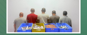 Five violators of the marine fishing regulations were apprehended in Bish, Jazan