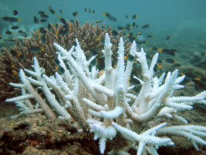 Saudi Arabia to host the first World Coral Reef Summit 2026