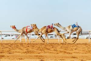 انطلاق أشواط المزاين في مهرجان خادم الحرمين للهجن 2026