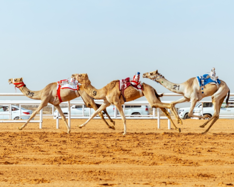 The beauty contests begin at the Custodian of the Two Holy Mosques Camel Festival 2026