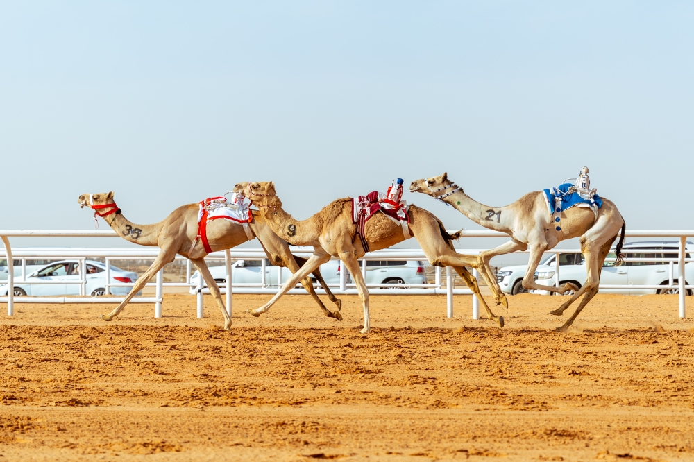 انطلاق أشواط المزاين في مهرجان خادم الحرمين للهجن 2026