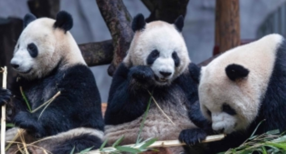 وداع الباندا في اليابان: قصة دبلوماسية وثقافية عمرها 50 عامًا