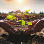 مبادرة الشرق الأوسط الأخضر: السعودية تبدأ مرحلة التنفيذ