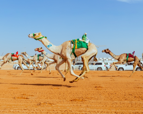 تتويج أبطال اللقايا في مهرجان خادم الحرمين الشريفين للهجن