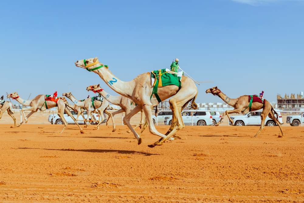 تتويج أبطال اللقايا في مهرجان خادم الحرمين الشريفين للهجن