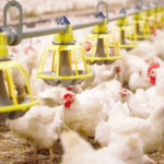 حظر استيراد الدواجن من فرنسا للسعودية بسبب إنفلونزا الطيور