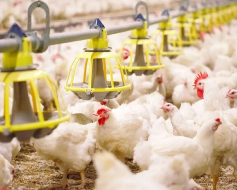 حظر استيراد الدواجن من فرنسا للسعودية بسبب إنفلونزا الطيور