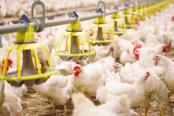حظر استيراد الدواجن من فرنسا للسعودية بسبب إنفلونزا الطيور