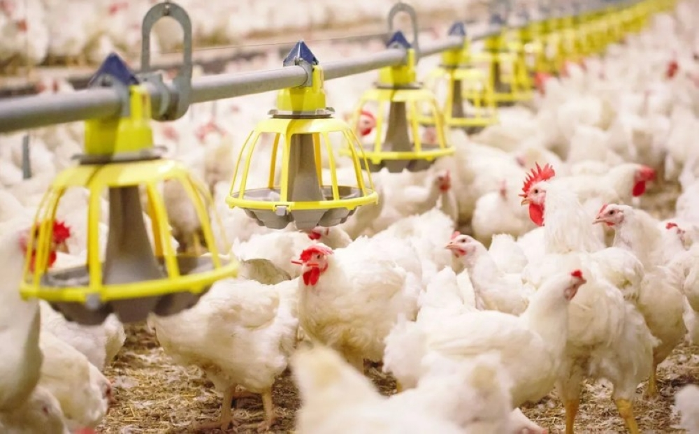 حظر استيراد الدواجن من فرنسا للسعودية بسبب إنفلونزا الطيور