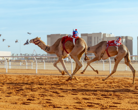 مهرجان خادم الحرمين للهجن: تتويج أبطال فئة الجذاع