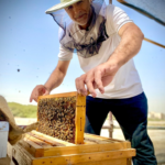 Saudi Arabia's rural areas distribute modern beekeeping equipment to boost the honey sector