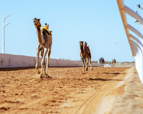 American investor: Camel festival reflects the authenticity of Saudi Vision 2030