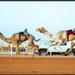 Human jockey race at the 2026 camel festival in Riyadh