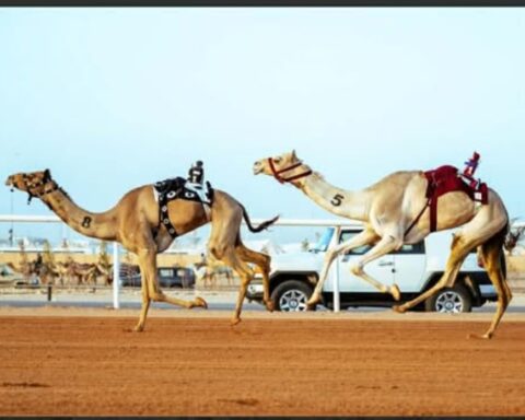 Human jockey race at the 2026 camel festival in Riyadh