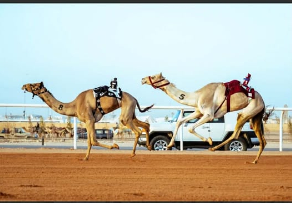 Human jockey race at the 2026 camel festival in Riyadh