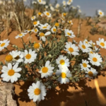 The plant identity of the Al-Jawf region: 27 species to support a green Saudi Arabia