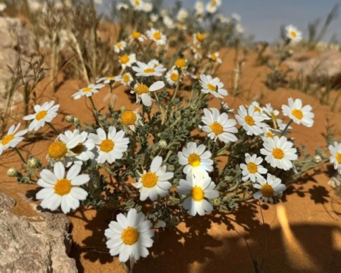 The plant identity of the Al-Jawf region: 27 species to support a green Saudi Arabia