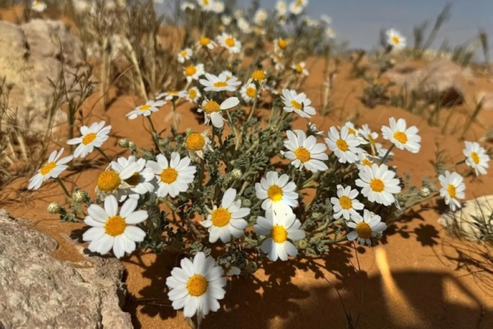 The plant identity of the Al-Jawf region: 27 species to support a green Saudi Arabia