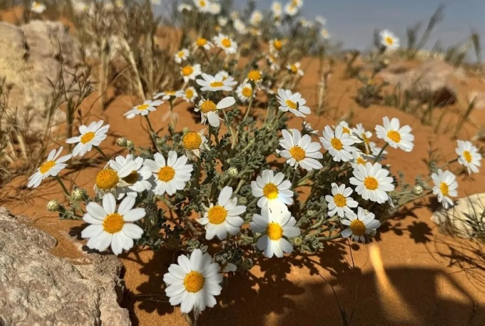الهوية النباتية لمنطقة الجوف: 27 نوعاً لدعم السعودية الخضراء