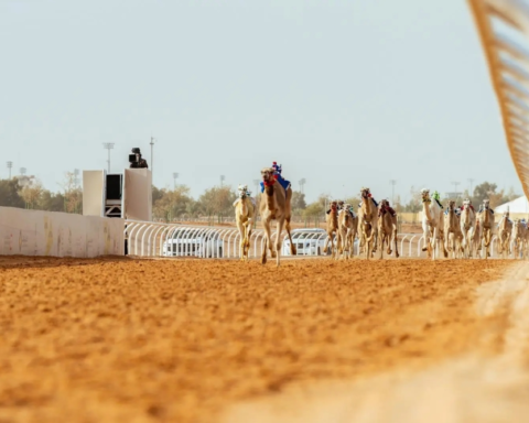 قرية الجنادرية: استثمار التراث في مهرجان الهجن ورؤية 2030