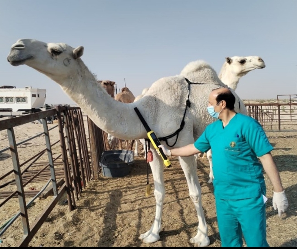 Repatriation of non-Saudi livestock: A Saudi step to protect the environment