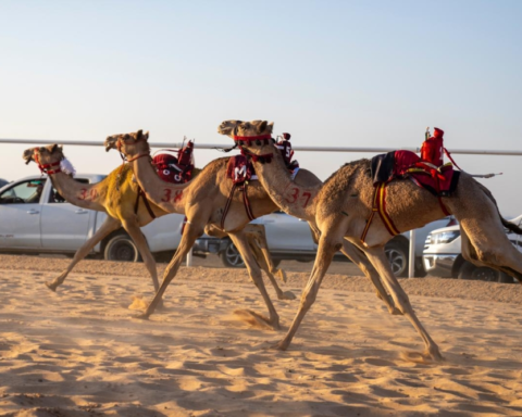 مهرجان الهجن السعودي: أرقام قياسية تعزز التراث ورؤية 2030