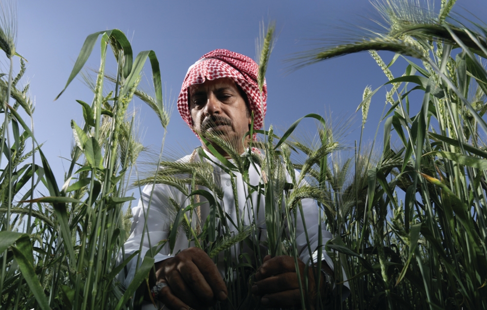 فرص استثمار زراعي في السعودية: مشاريع واعدة بمكة وعسير والشرقية