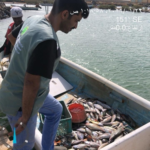 Makkah Environment: Monitoring campaigns to protect fish stocks in the Red Sea