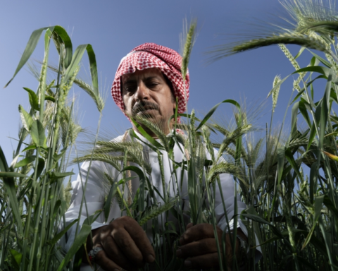 دعم المحاصيل البعلية بتقنيات حديثة ضمن برنامج ريف السعودي