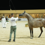 بطولة الإنتاج المحلي للخيل العربية 2024 في ملهم