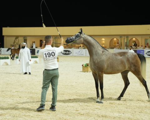 بطولة الإنتاج المحلي للخيل العربية 2024 في ملهم