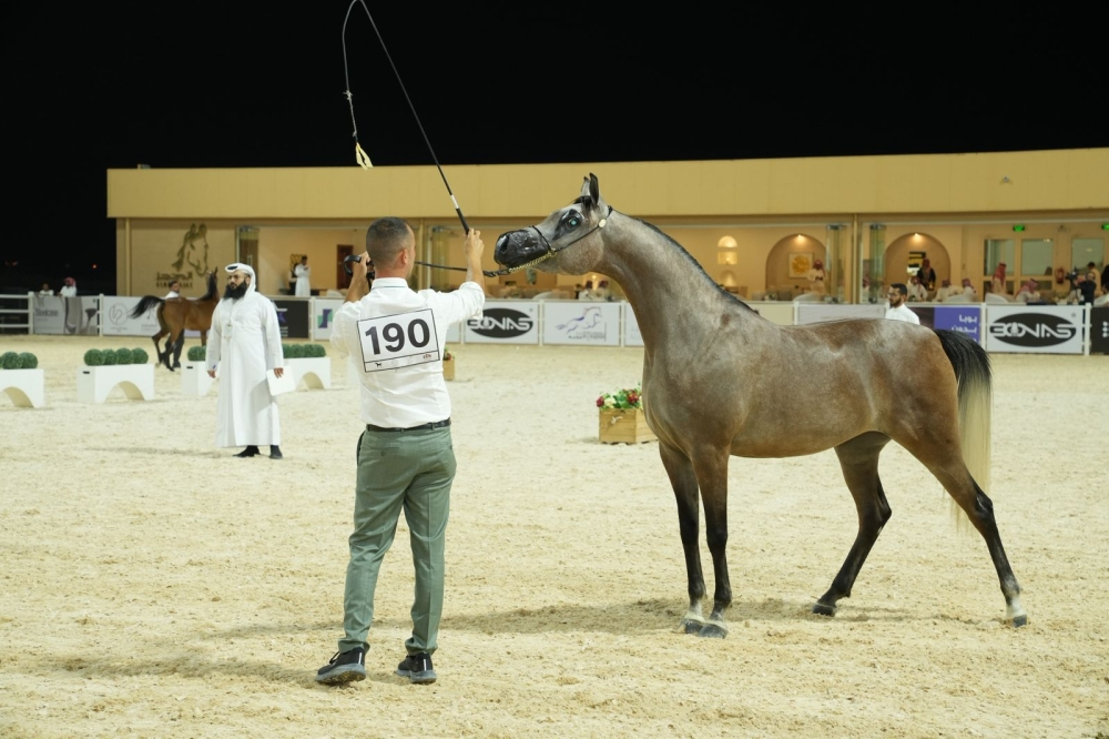 Local Arabian Horse Production Championship 2024 in Mulham