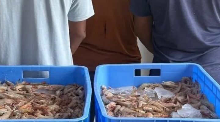 Five people were arrested for fishing without a permit on the coasts of Mecca