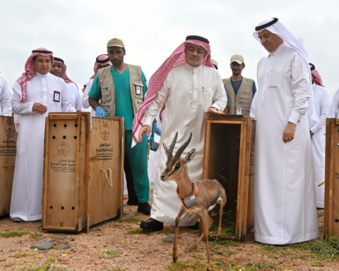 السعودية تعيد توطين 10 آلاف كائن فطري ضمن رؤية 2030