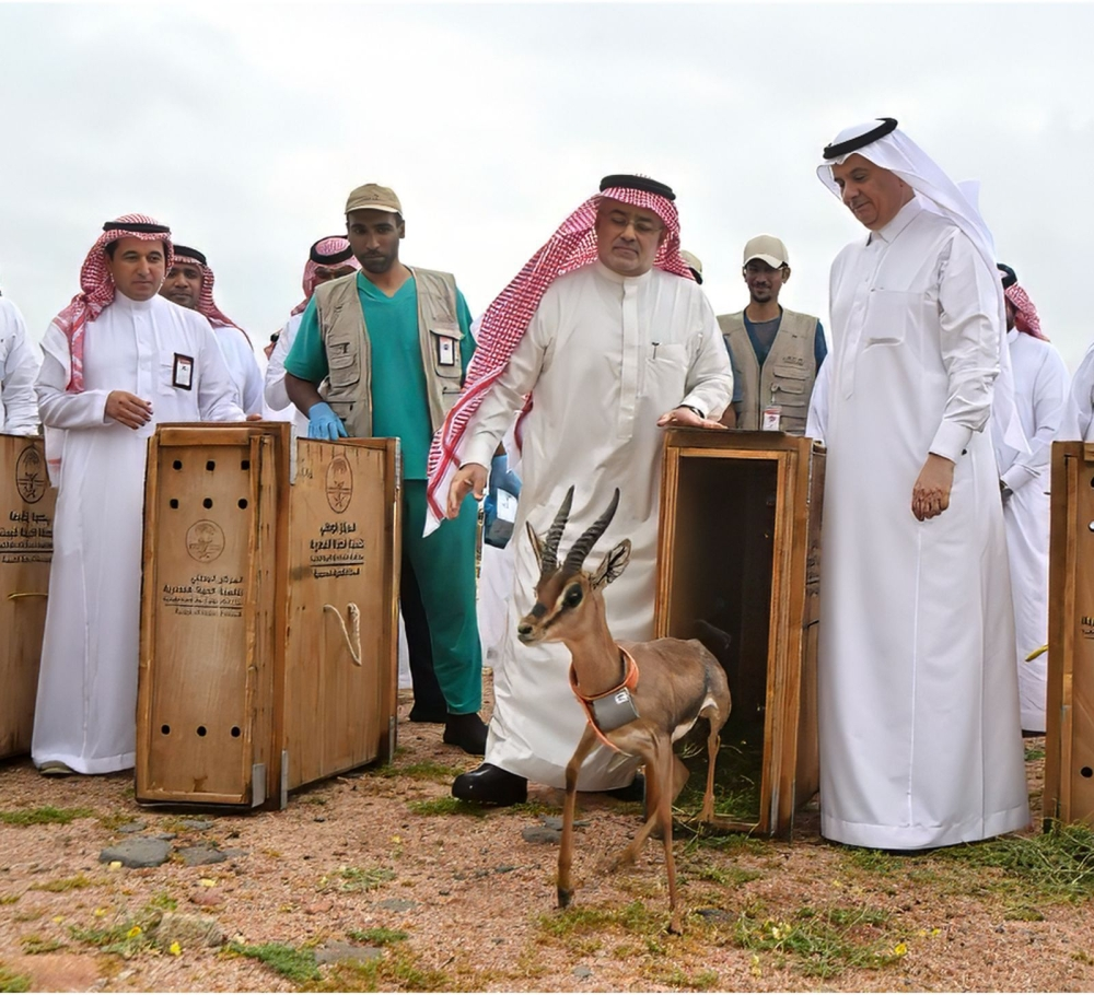 السعودية تعيد توطين 10 آلاف كائن فطري ضمن رؤية 2030