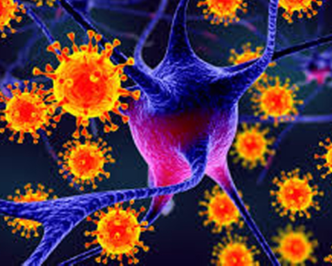 فيروس نيباه: الصحة العالمية تطمئن رغم ظهور إصابات جديدة