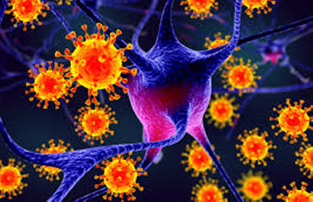 فيروس نيباه: الصحة العالمية تطمئن رغم ظهور إصابات جديدة