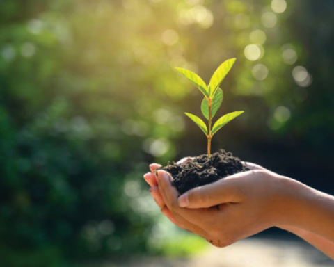 Planting trees in Jazan mosques: An environmental initiative in line with Saudi Vision 2030