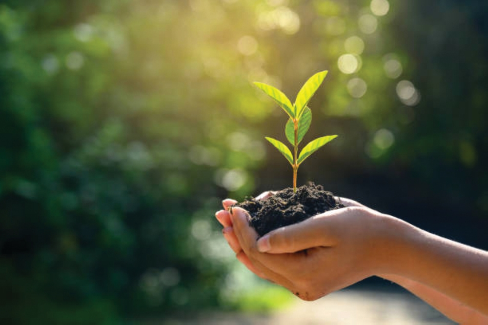 تشجير مساجد جازان: مبادرة بيئية تتماشى مع رؤية السعودية 2030