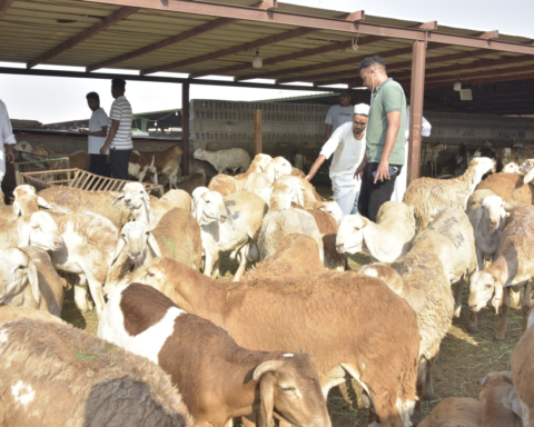 Rising Sheep and Feed Prices in Saudi Arabia | Analysis of Causes and Impact