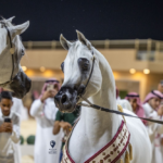The 2026 Local Arabian Horse Production Championship concludes in Riyadh