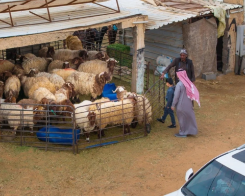 انتعاش أسواق الماشية بالحدود الشمالية استعدادًا لشهر رمضان