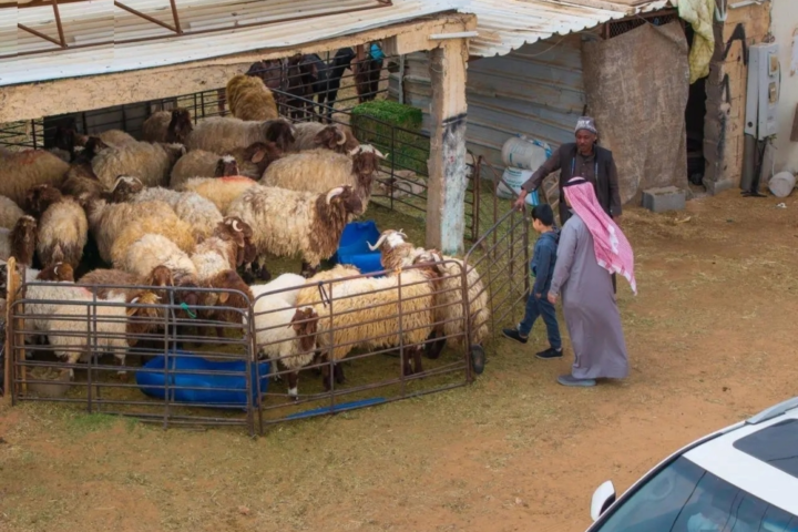 انتعاش أسواق الماشية بالحدود الشمالية استعدادًا لشهر رمضان