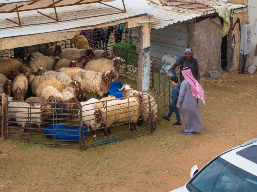 انتعاش أسواق الماشية بالحدود الشمالية استعدادًا لشهر رمضان