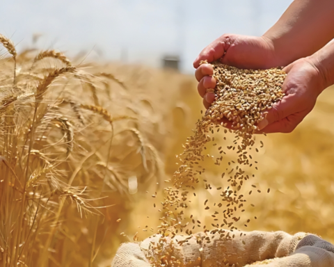 أسعار القمح تهبط: توقعات بفائض عالمي وتأثيره على الأسواق