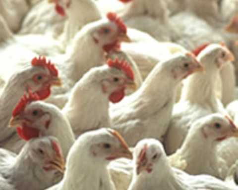 الشرقية تؤمن إمدادات الدجاج والبيض لرمضان بوفرة وجودة عالية